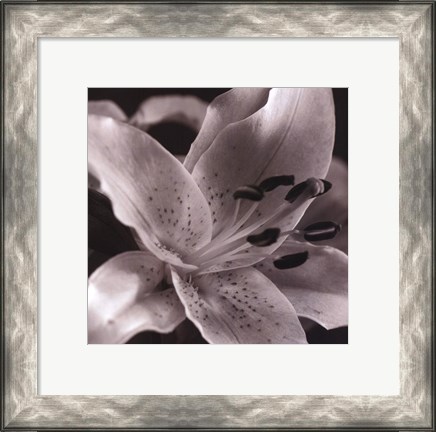 Framed Speckled Lily Print