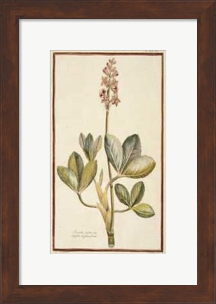 Framed Botanicals Print