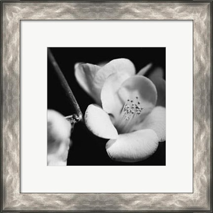 Framed Quince Blossoms V Print