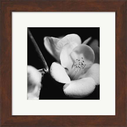 Framed Quince Blossoms V Print