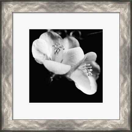 Framed Quince Blossoms VI Print