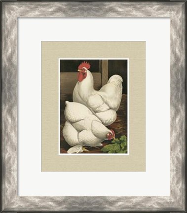 Framed Cassell&#39;s Roosters with Mat I Print