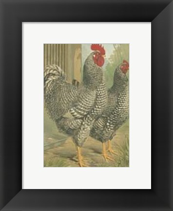 Framed Cassell&#39;s Roosters with Mat II Print