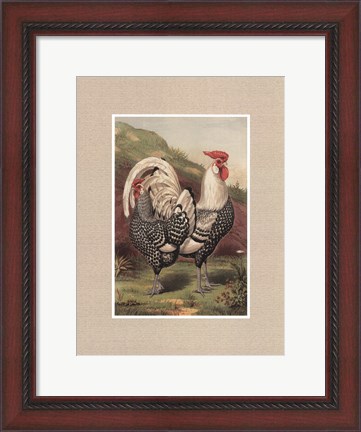 Framed Cassell&#39;s Roosters with Mat III Print