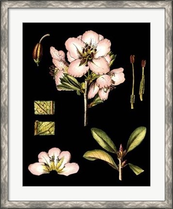 Framed Black Background Floral Studies II Print