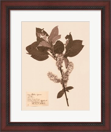 Framed Pressed Flower Study I Print