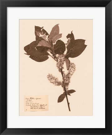 Framed Pressed Flower Study I Print