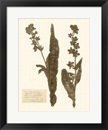 Framed Pressed Flower Study IV Print