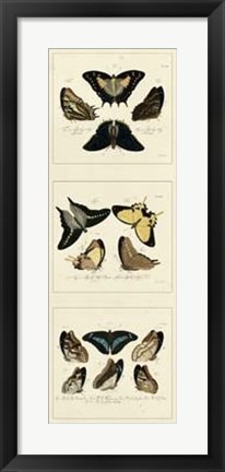 Framed Antique Butterfly Panel I Print