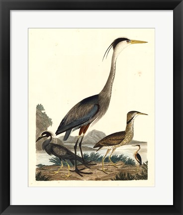Framed Heron Family I Print