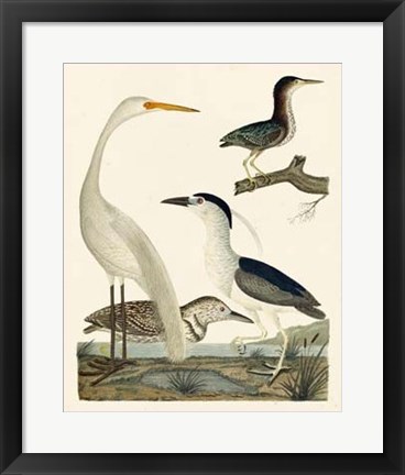 Framed Heron Family II Print