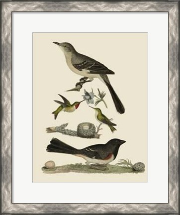 Framed Bird Family V Print