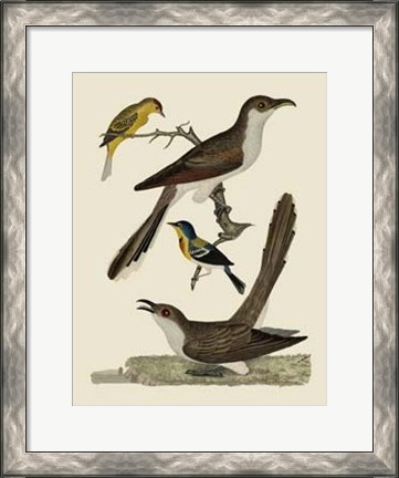 Framed Bird Family VI Print
