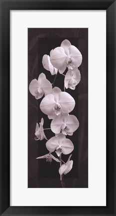 Framed Orchid Opulence II Print