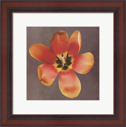 Framed Sunshine Tulip Print