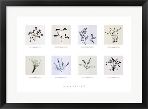 Framed 8 Herbs Print