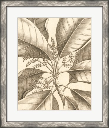 Framed Tropical Connection II Print