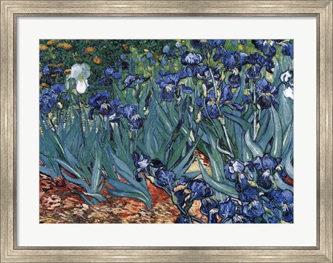 Framed Irises in the Garden, Saint-Remy, c.1889 Print