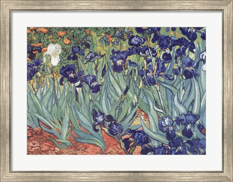 Framed Irises, Saint-Remy, c.1889 Print