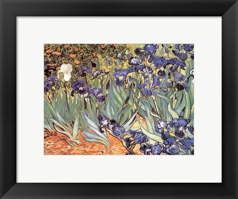 Framed Irises in the Garden, Saint-Remy, c.1889 Print