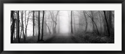 Framed Woodland Walk Print