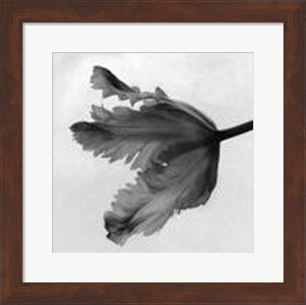 Framed Parrot Tulip II Print