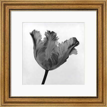 Framed Parrot Tulip I Print