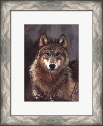 Framed Woodland Pride, Montana Print