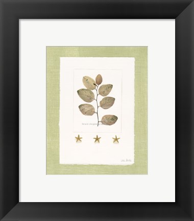 Framed Starfish Botanical III Print