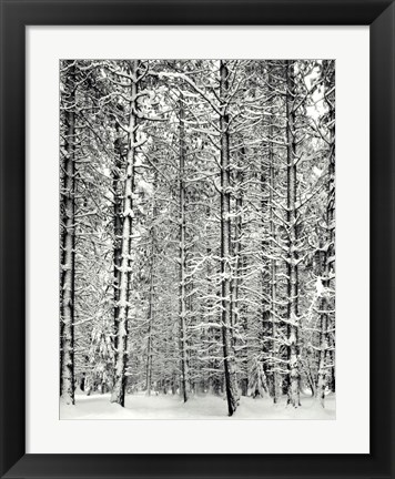 Framed Pine Forest In The Snow, Yosemite Nation Print