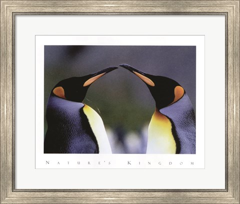Framed King Penguins Print