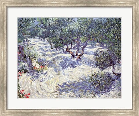 Framed Olive Orchard Print