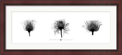 Framed X-Ray Rose Triptych Print