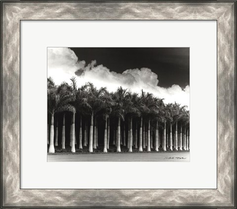 Framed White Palms, Costa Rica Print