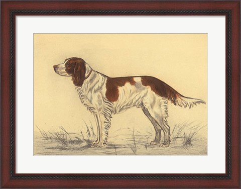Framed Hunting Dogs-Spaniel Print