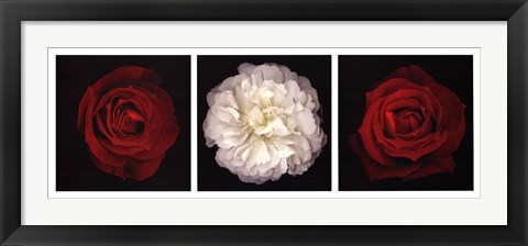Framed Rose Gallery I Print