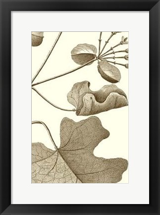 Framed Cropped Sepia Botanical I Print