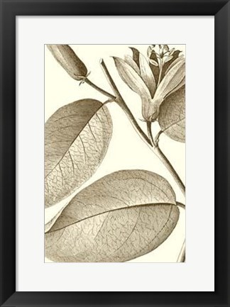 Framed Cropped Sepia Botanical II Print