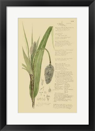 Framed Descubes Ornamental Grasses II Print