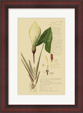 Framed Descubes Aroid Plant III Print