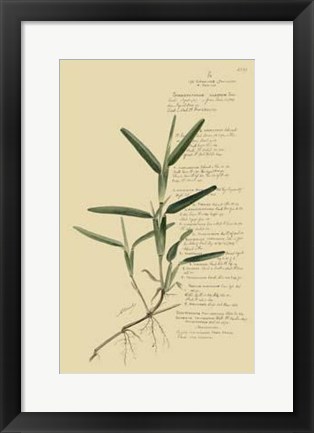 Framed Descubes Tropical Grasses IV Print