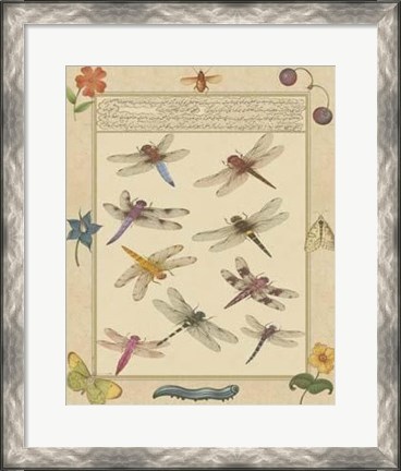Framed Dragonfly Manuscript III Print