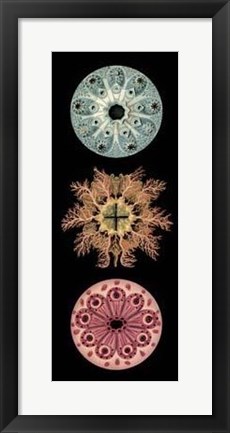 Framed Kaleidoscope Anemone I Print