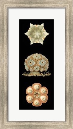 Framed Kaleidoscope Anemone III Print
