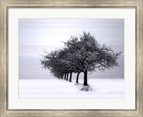 Framed Winter Tree Line I Print
