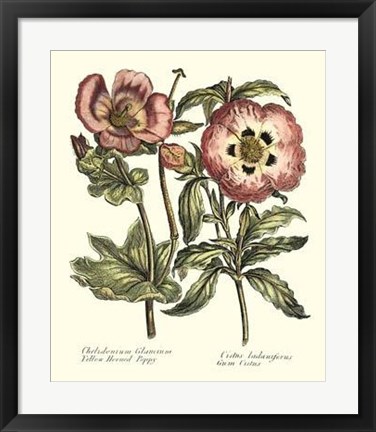 Framed Framboise Floral IV Print
