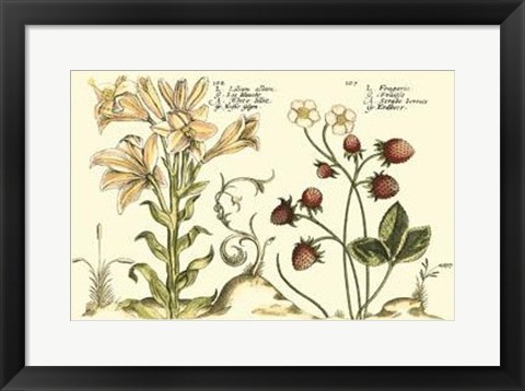 Framed Garden Botanica I Print