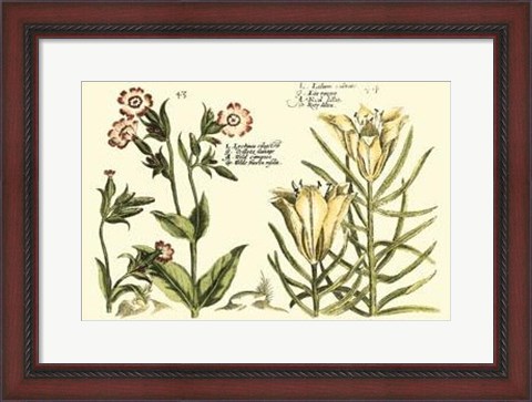 Framed Garden Botanica III Print