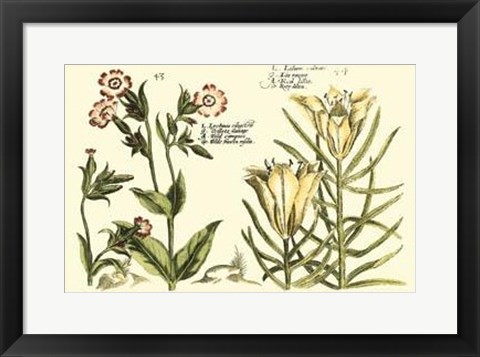 Framed Garden Botanica III Print
