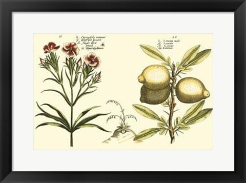 Framed Garden Botanica IV Print
